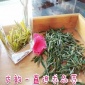 庐韵茗茶2019新茶霍山黄芽包退包换霍山县早茶高山明前健康茶