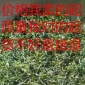 毛冬青嫩芽  苦丁茶 青山绿水 毛冬青 厂家货 快递包邮 不好就退