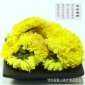 2016新花 婺源晓起皇菊花 徽州皇菊批发 特级