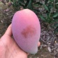 **水果海南特产水果 中贵妃**芒果批发 招一件代发