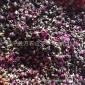 批发供应月季花茶2019年新茶干月季花月季花蕾产地直供花草茶