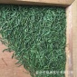 现货供应绿茶 时尚优质散装高品质**茶叶 贵州炒青茶厂家批发