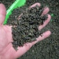散装炒青绿茶 浓香耐泡高山茶叶 松阳绿茶福安绿茶2019新茶叶
