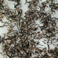 武夷山原产地金骏眉15号 传统手工制作散装茶叶
