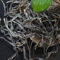 2018春 三百年以上古树茶 临沧邦东 昔归古树纯料 散茶