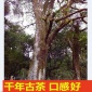 2019新茶普洱茶生茶春茶500年千家寨纯料古树茶 放心喝的好茶